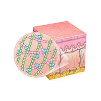 Type 1 & 3 Hydrolyzed Collagen Peptides